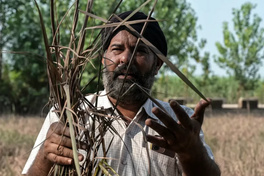 AFP__20250916__749G2WW__v1__HighRes__IndiaPakistanFloodClimateAgriculture-1758613018