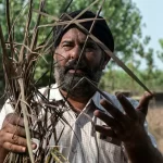 AFP__20250916__749G2WW__v1__HighRes__IndiaPakistanFloodClimateAgriculture-1758613018
