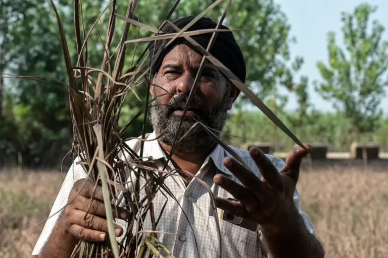 AFP__20250916__749G2WW__v1__HighRes__IndiaPakistanFloodClimateAgriculture-1758613018